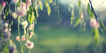 杨柳树上的小花究竟是哪首歌？