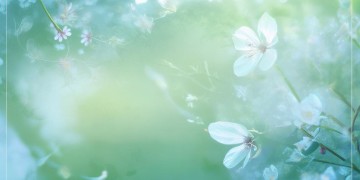 愿你勿念也无妄出自哪首歌？