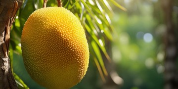 菠萝蜜是属于什么音乐风格的歌？