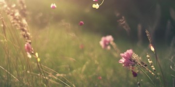 错过一个花季究竟是哪首歌？