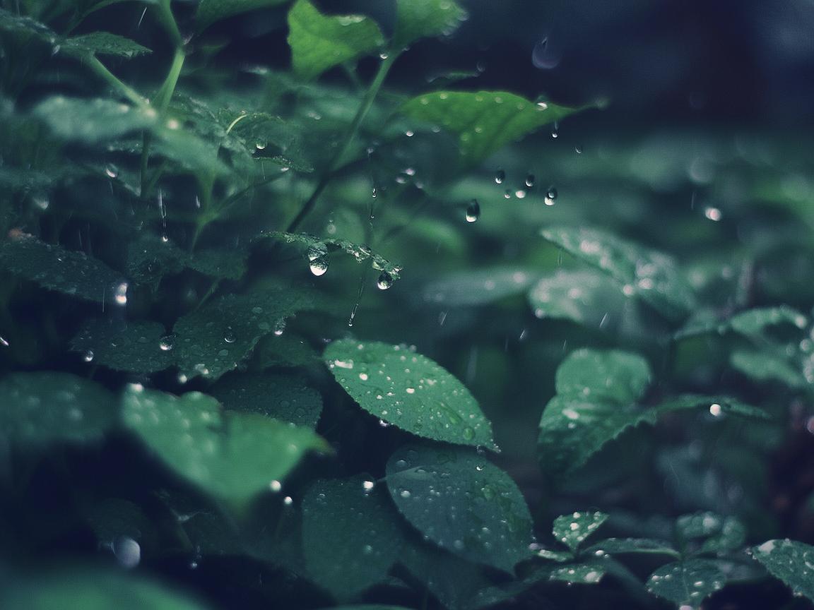 雨落在了心究竟是哪首歌的歌词？